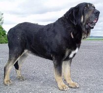 Spanish Mastiff - Fall Creek Farm