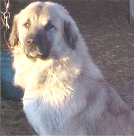 Anatolian Shepherd - Meyers