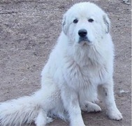 Bodie - Driftwood Farm Pyrenees