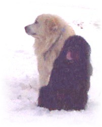 Livestock Guardian Dogs